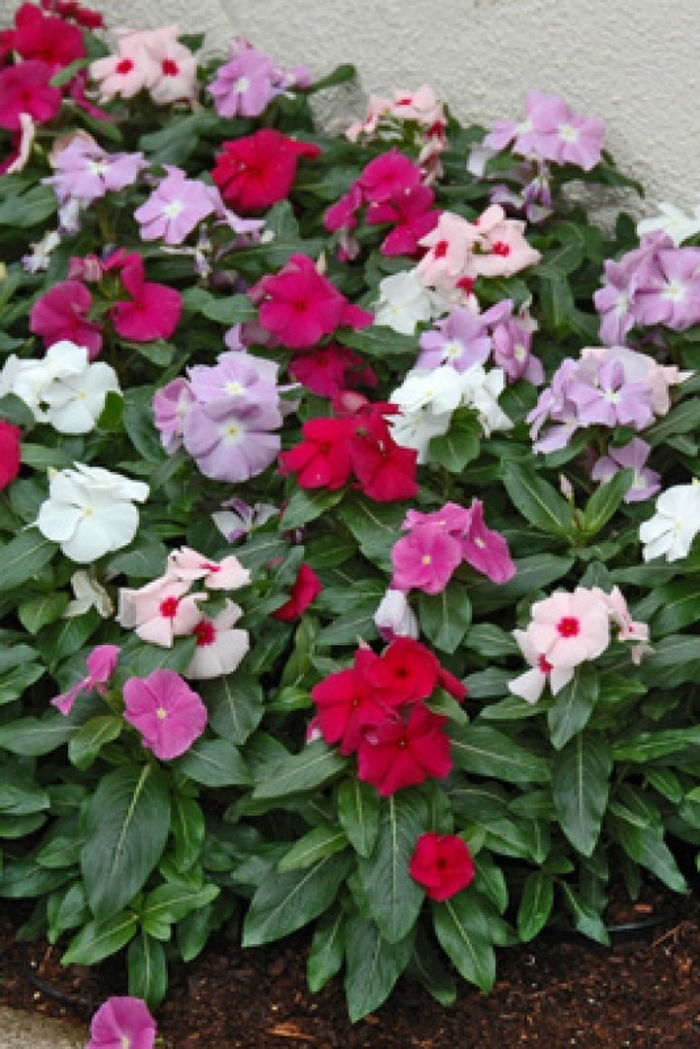 Катарантус пацифика микс