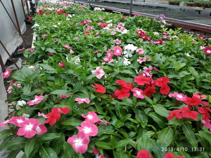 Катарантус ампельный рассада