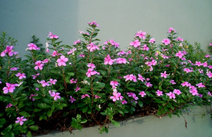 Садовый бальзамин