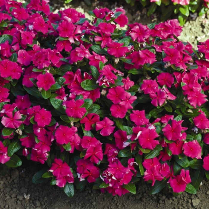 Бальзамин садовый