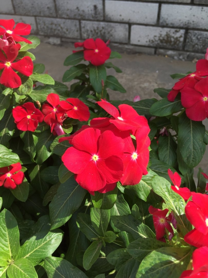 Катарантус цветок уличный