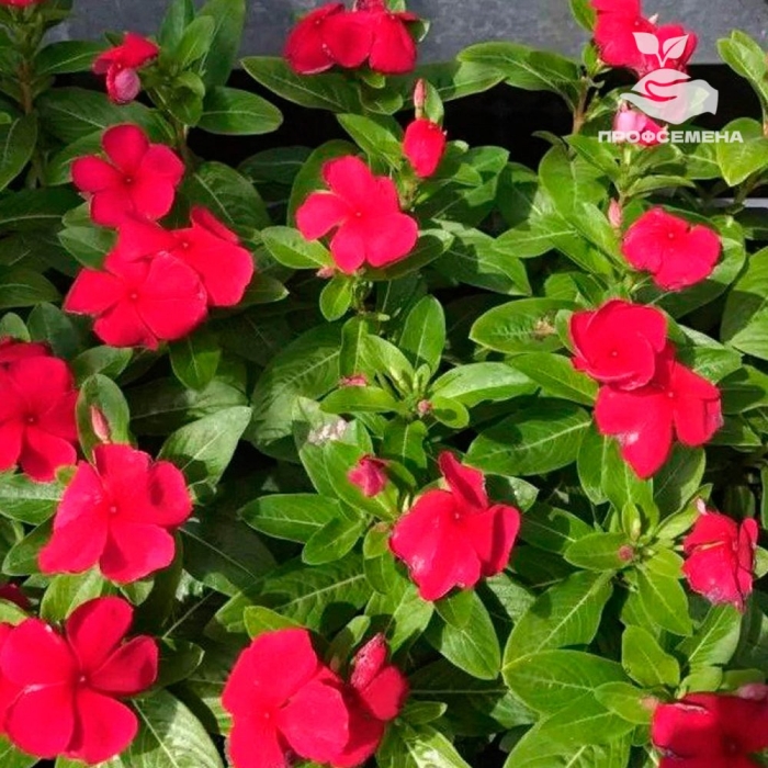 Бальзамин новогвинейский