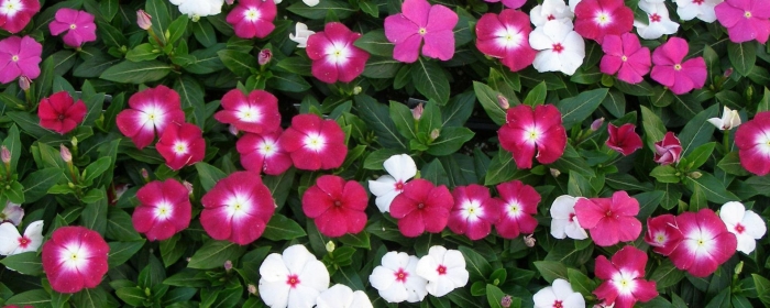 Катарантус султан