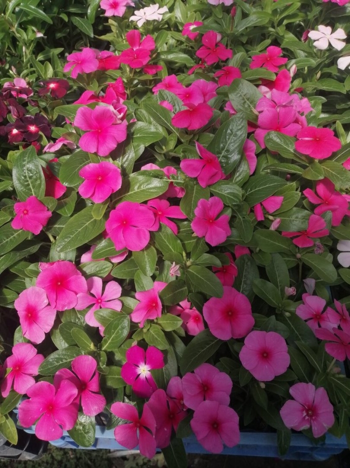 Барвинок катарантус