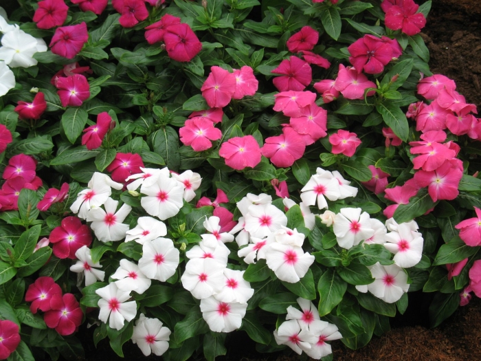 Катарантус («кайенский жасмин»)