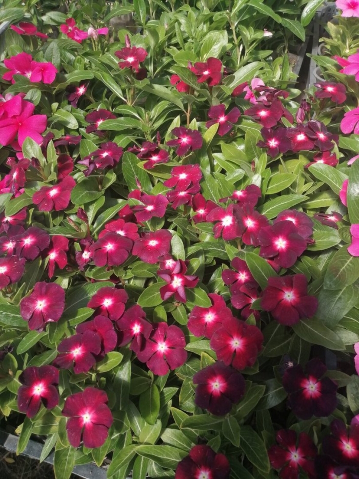 Катарантус барвинок цветок