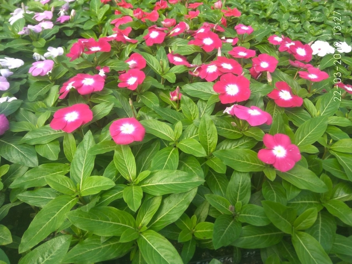 Катарантус ампельный атлант