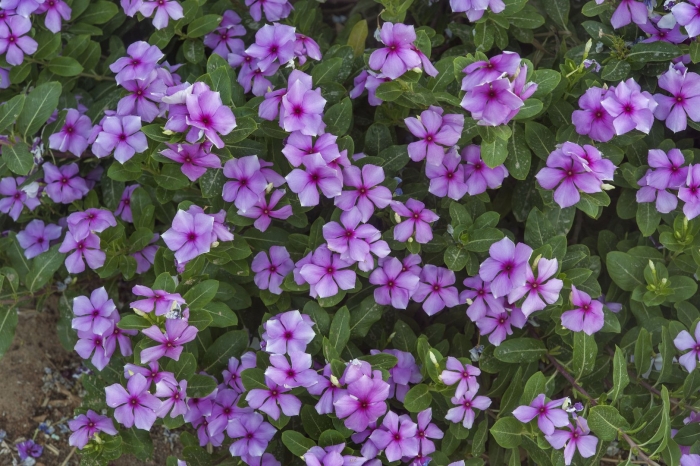 Катарантус цветок