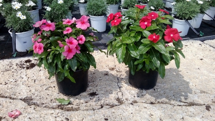 Катарантус черри