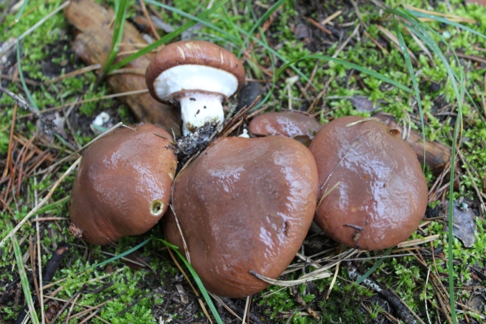 Маслёнок обыкновенный гриб