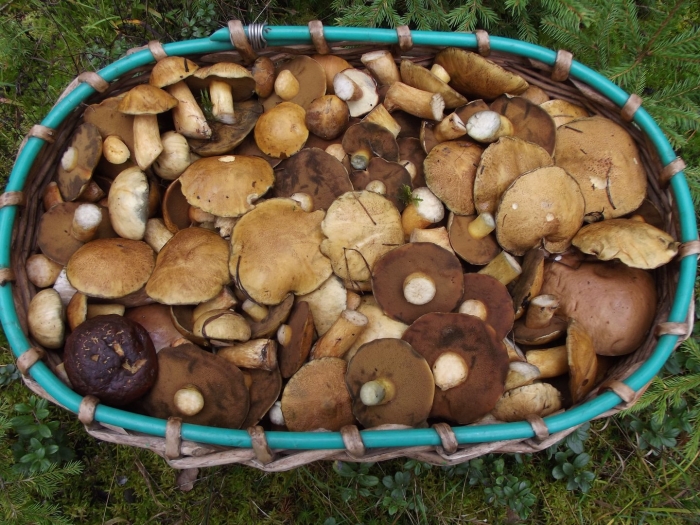 Грибная поляна