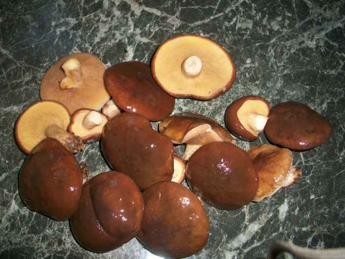 Маслята маринованные