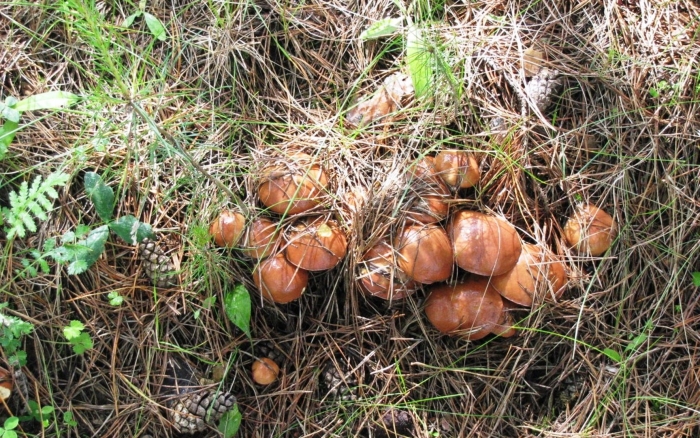 Грибы молодые маслята