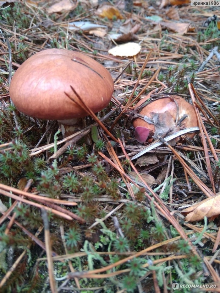 Боровой масленок