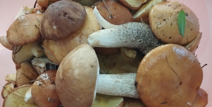 Грибы новгородской области