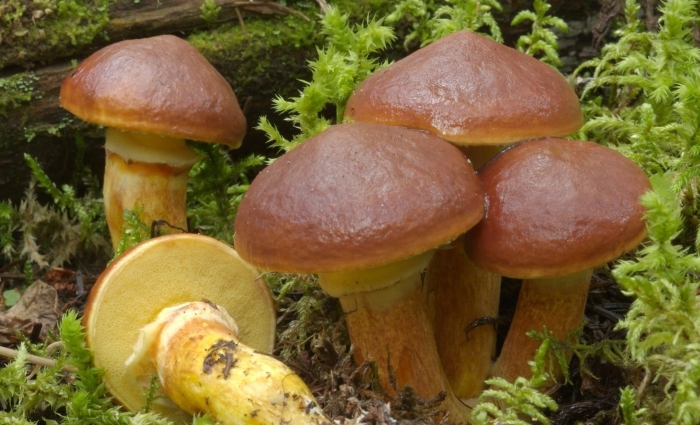 Масленок рыжий (suillus collinitus)