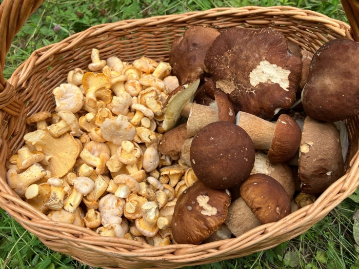 Грибной сезон