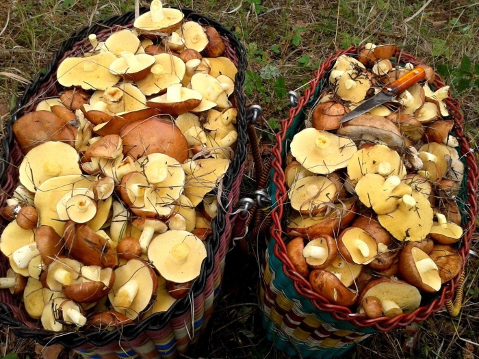 Маслята в ели