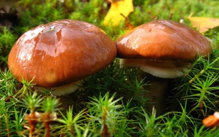 Гриб масленок