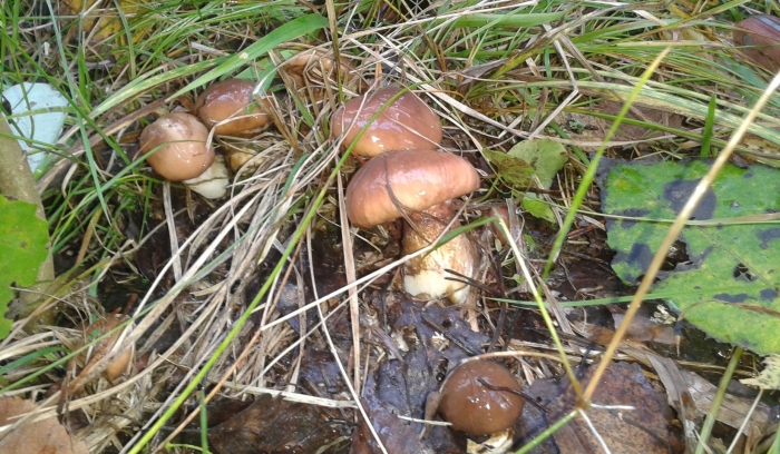 Маслята подъельник гриб