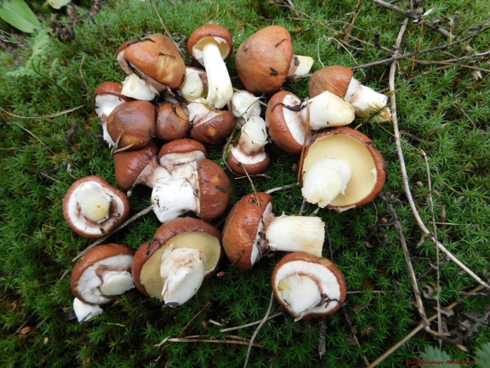 Маслята гриб