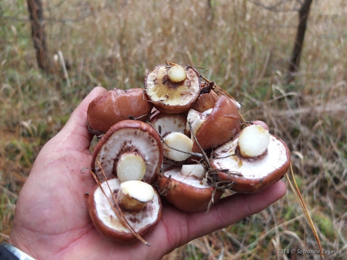 Маленькие маслята