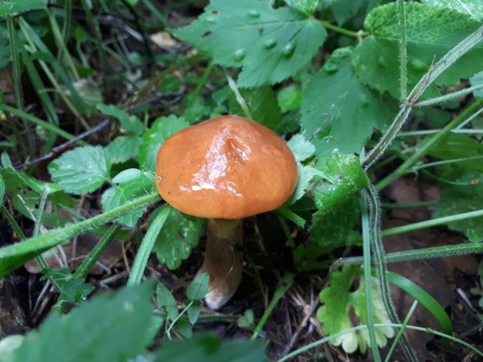 Лиственничный масленок гриб