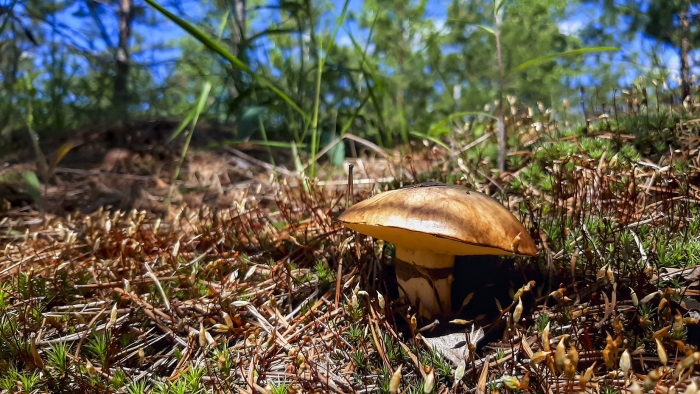 Гриб боровой масленок