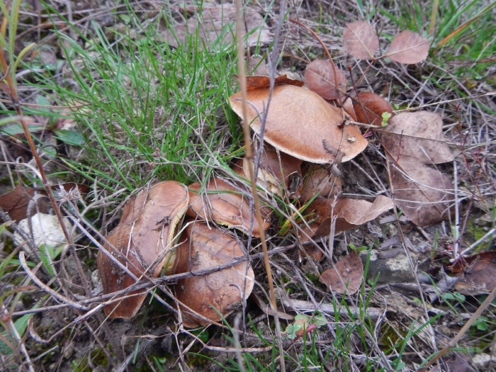 Маслята в лесу