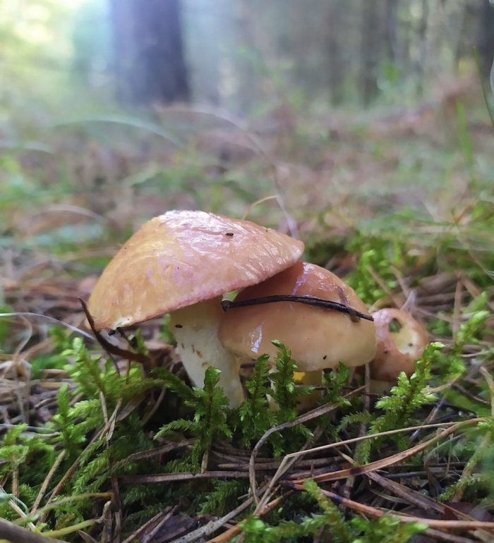 Маслята в сосновом бору