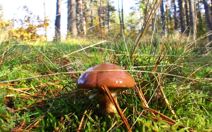 Лесные грибы маслята