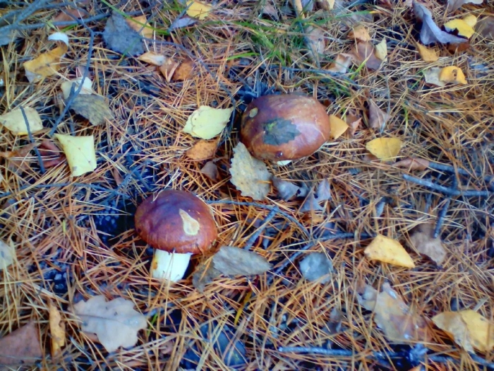 Гриб в лесу