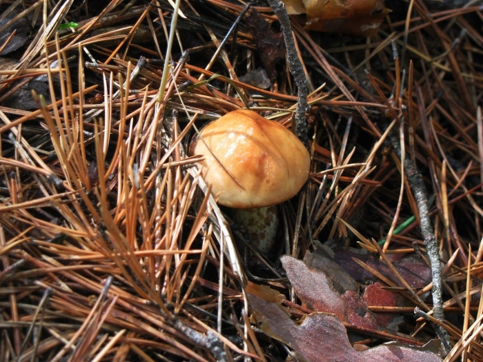 Маслята луговые