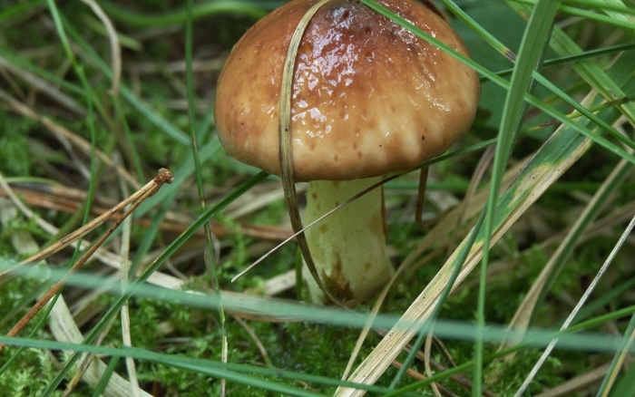 Масленок гриб