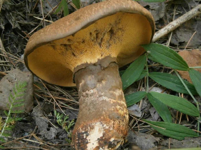 Suillus pictus
