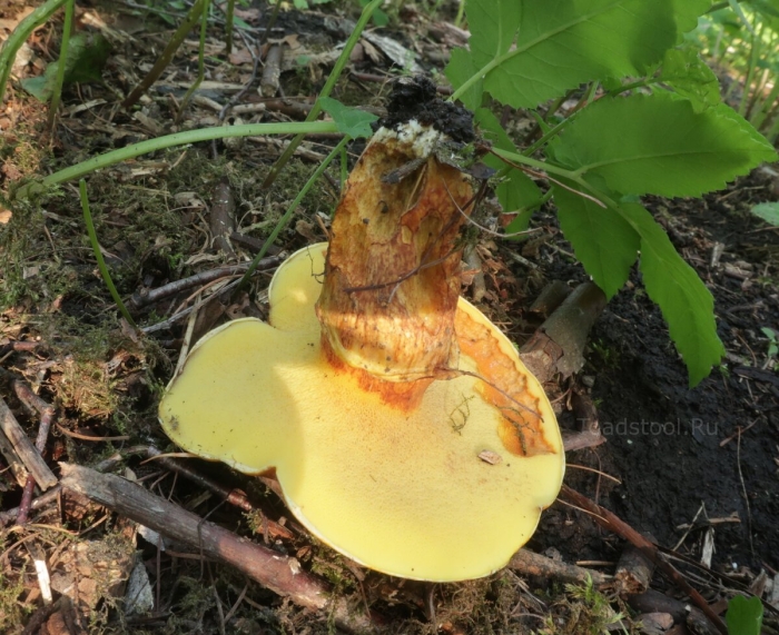 Боровик жёлтый boletus junquilleus