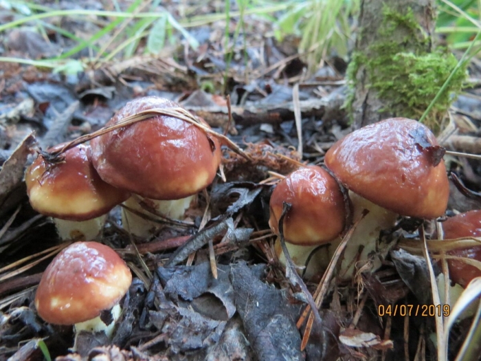 Масленок клинтона