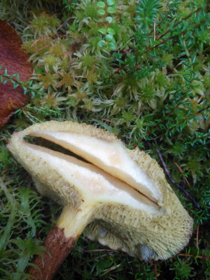 Лапенко подболотники