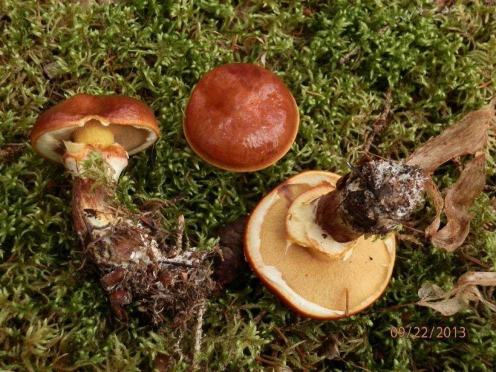 Маслёнок клинтона