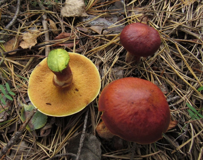 Ложный масленок лиственничный