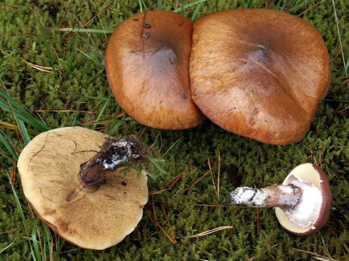 Гриб suillus luteus