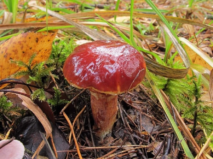 Маслята гриб