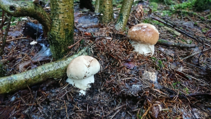 Гриб в лесу