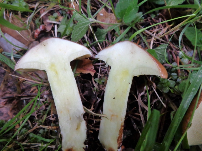 Масленок зернистый съедобный