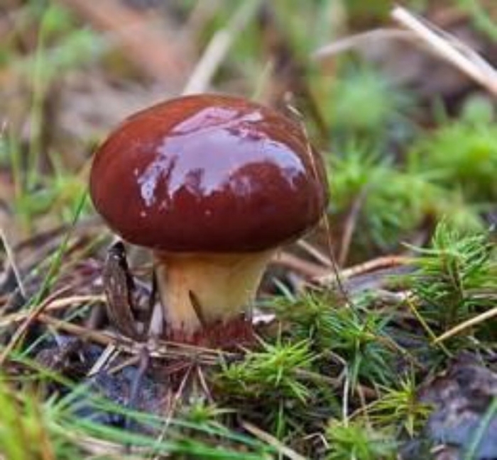 Гриб масленок обыкновенный