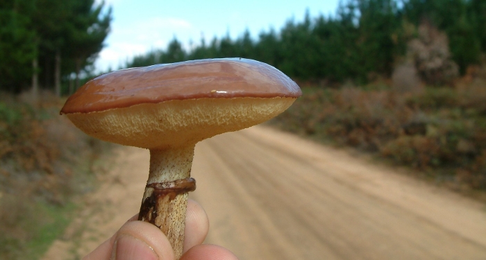 Маслёнок обыкновенный гриб