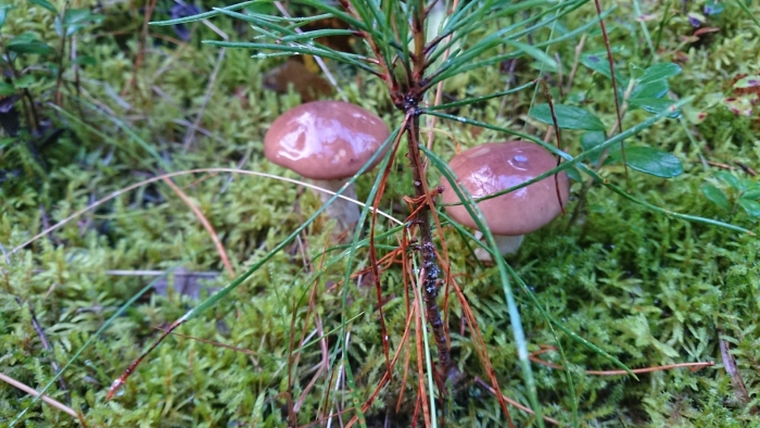 Маслята в лесу