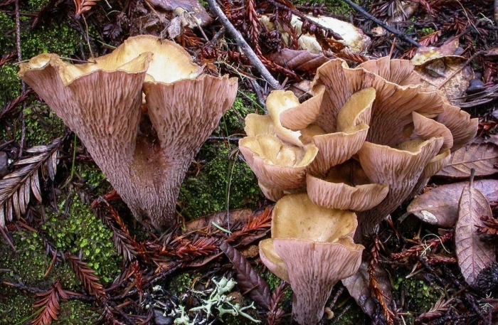 Гомфус булавовидный