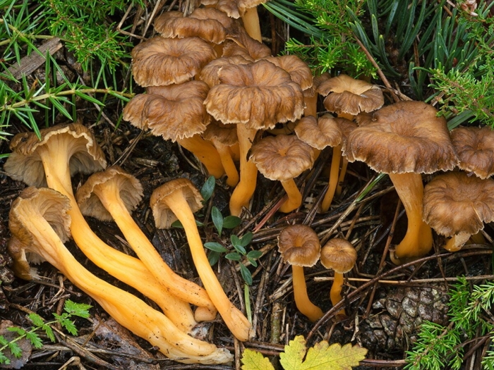 Craterellus lutescens
