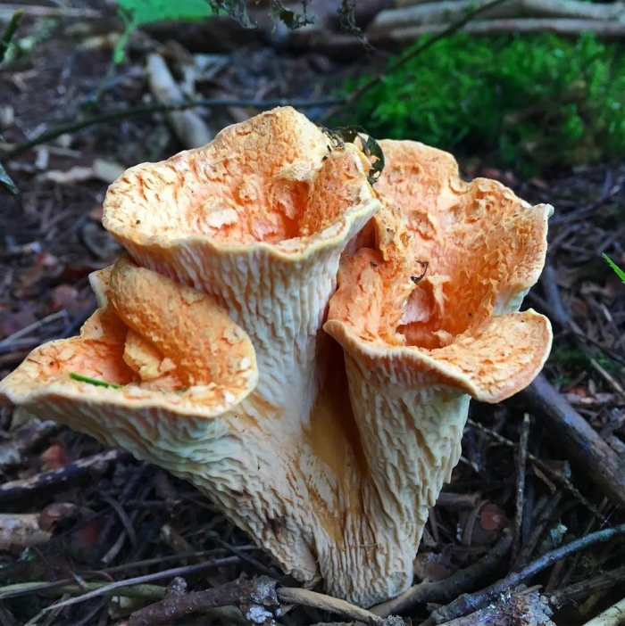 Гомфус чешуйчатый